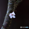花見