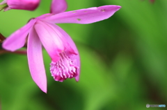 紫蘭（シラン）