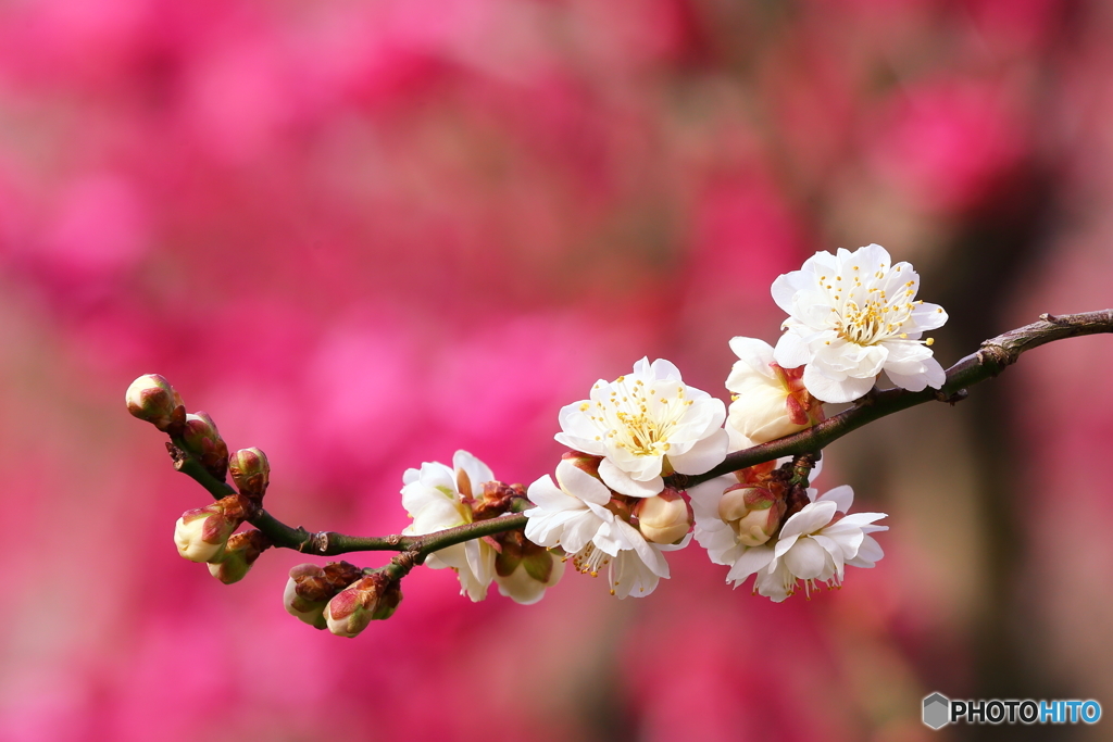 開花Ⅱ