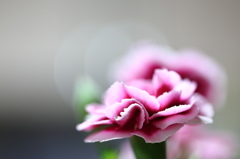 カーネーション！