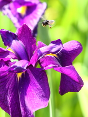 目標、ネクターガイド！