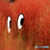 チラッ