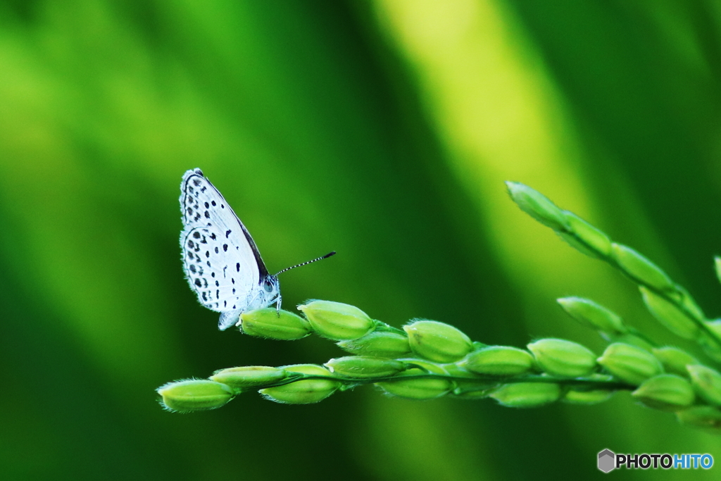 おいしくおいしくなぁ～れ！