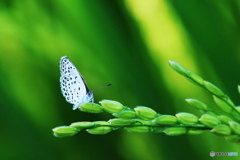 おいしくおいしくなぁ～れ！