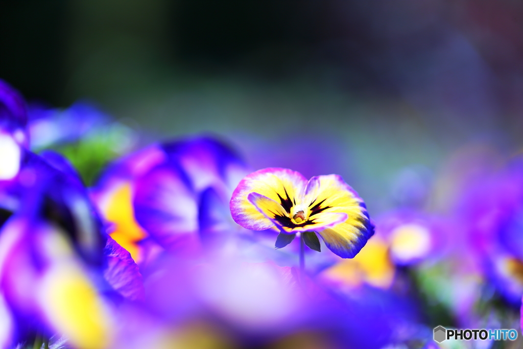 お～い 春だぞ～！