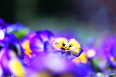 お～い 春だぞ～！