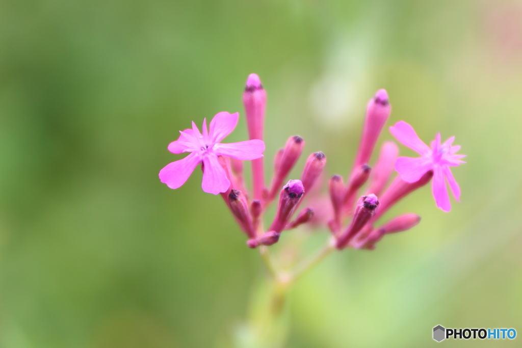 ムシトリナデシコ