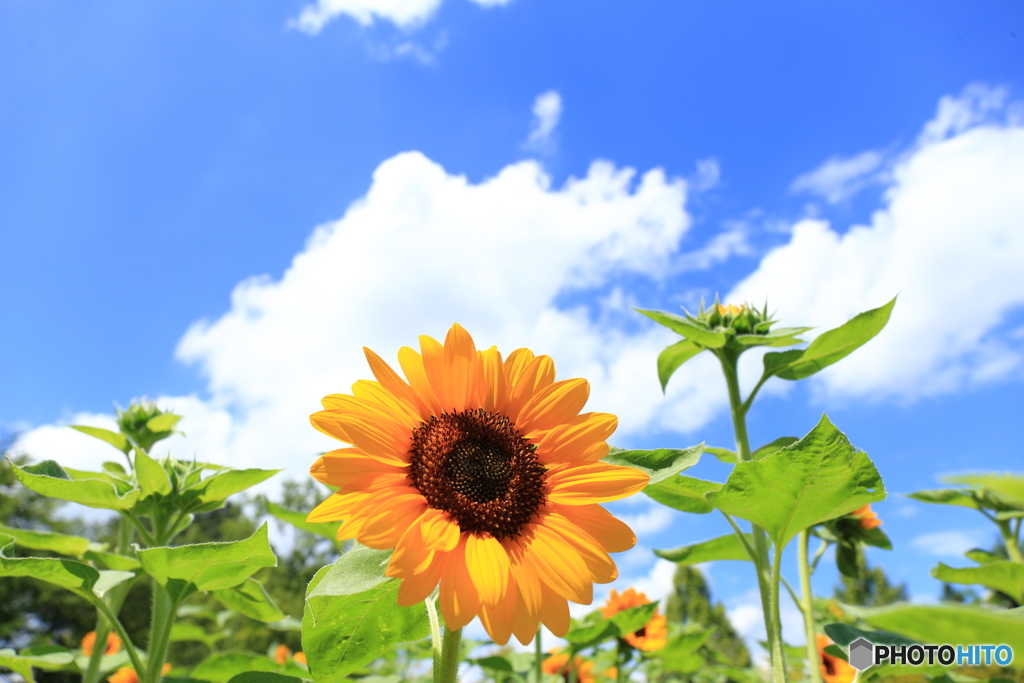 夏！