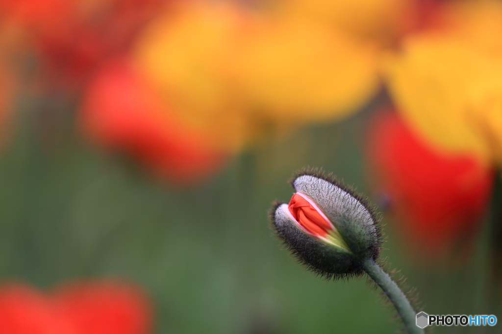 もうすぐ開花