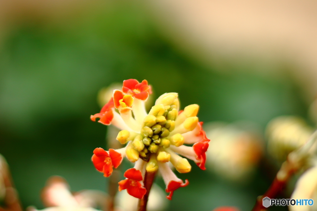 赤花三叉（あかばなみつまた）