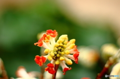 赤花三叉（あかばなみつまた）