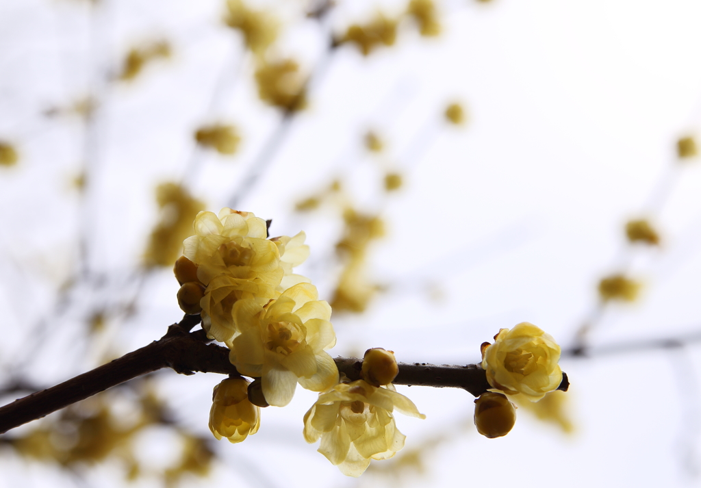 あなたに魅せられて