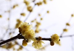 あなたに魅せられて