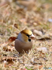 シメⅡ