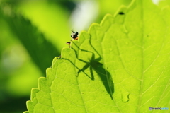 「隠れた」つもり