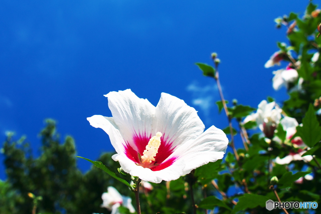 夏！