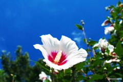 夏！