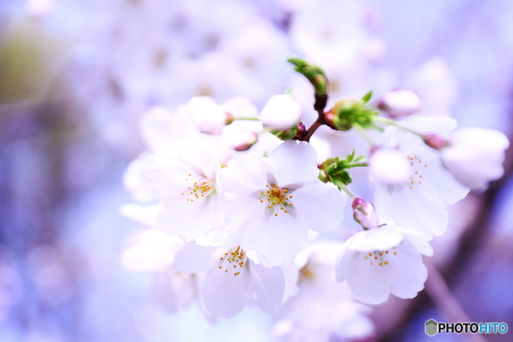 お花見