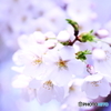 お花見