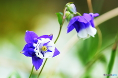 Blue　Ⅱ