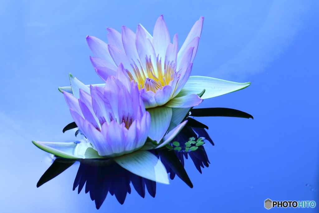 Water lily