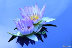Water lily