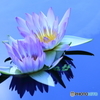 Water lily