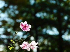 木漏れ日に舞う