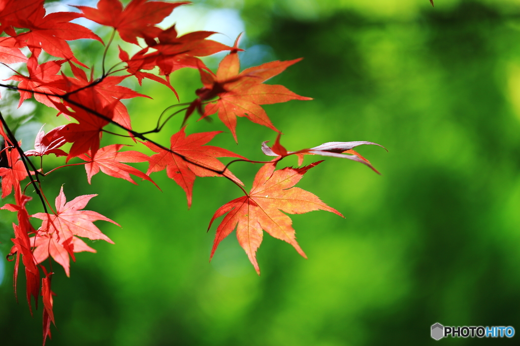 夏紅