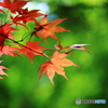 夏紅