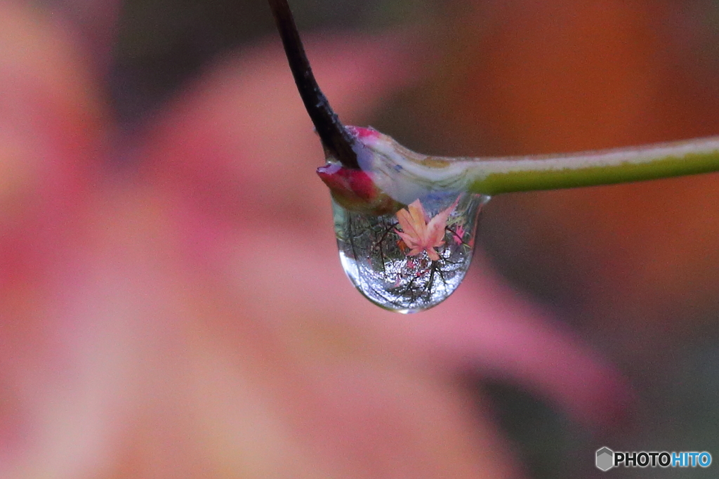 雫に写る紅葉