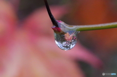 雫に写る紅葉