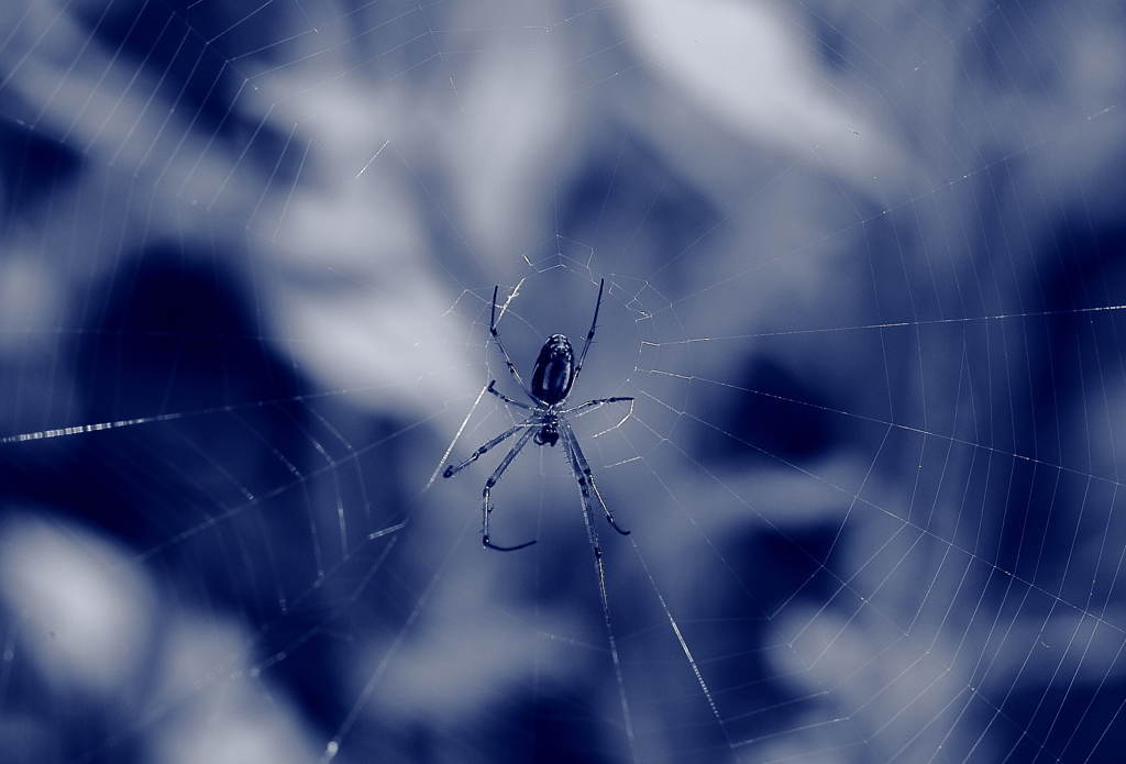 蜘蛛
