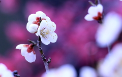 春への道しるべ１