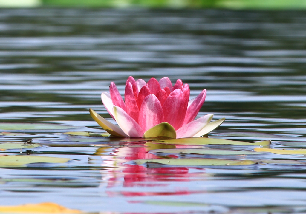 花一輪