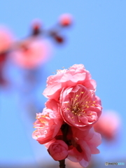 春風吹くⅡ！