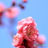 春風吹くⅡ！