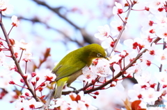 春爛漫