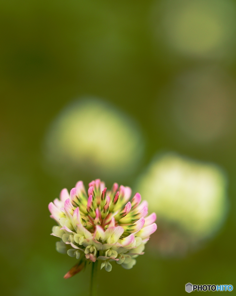 モモイロシロツメクサ