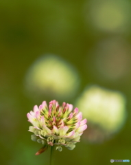 モモイロシロツメクサ