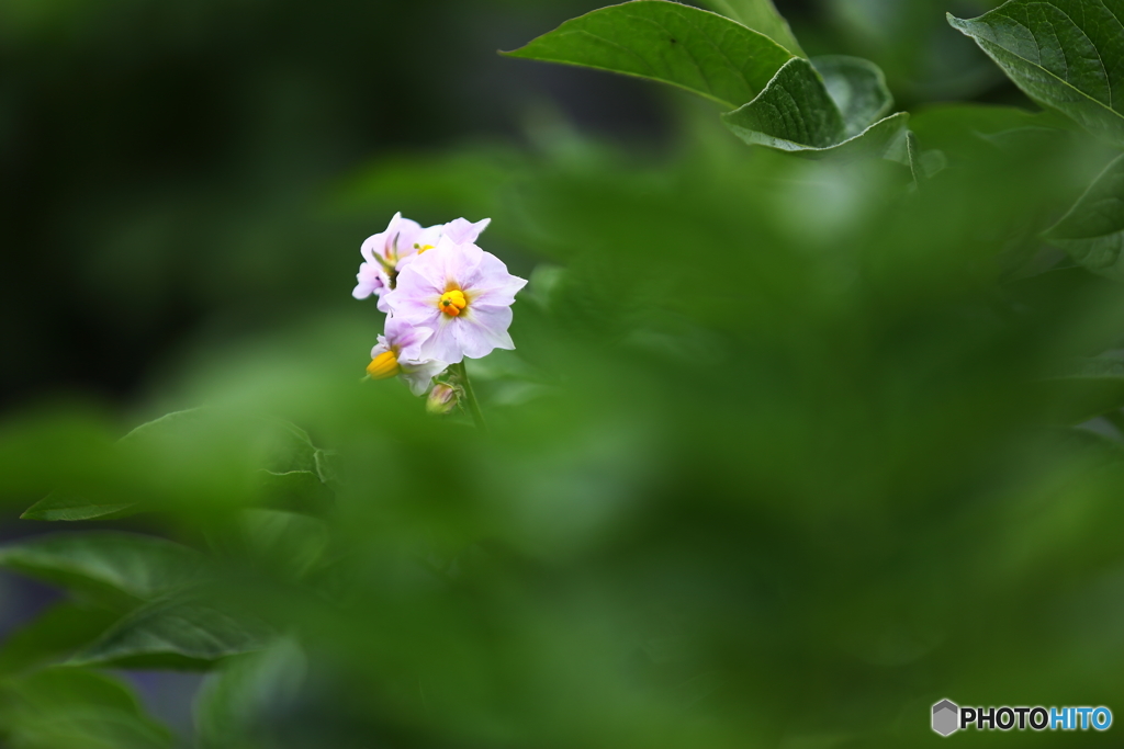 畑の花
