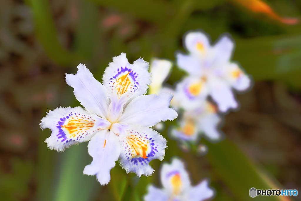 Fringed iris