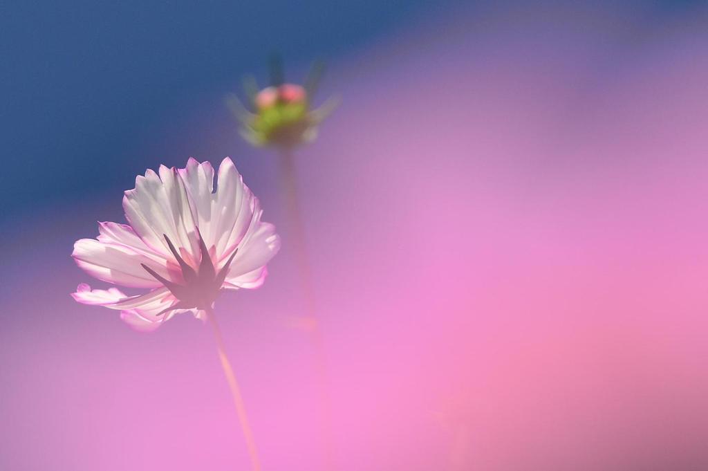 幻想