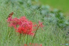 彼岸ノビ