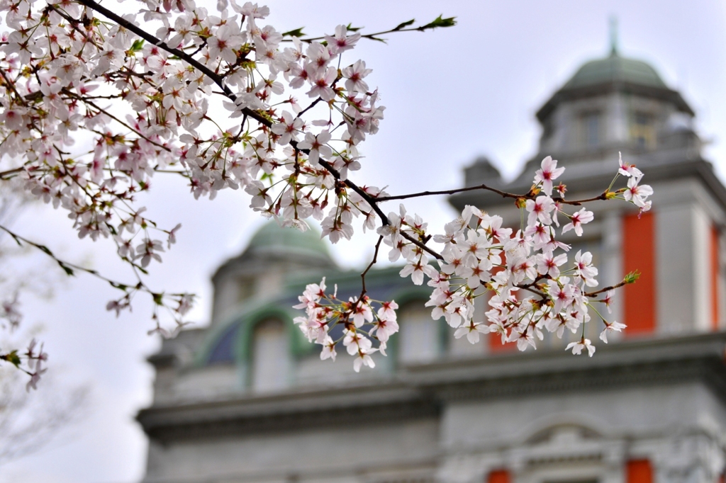Cherry blossoms