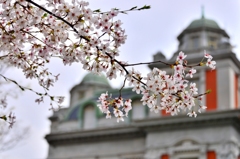 Cherry blossoms