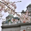 Cherry blossoms