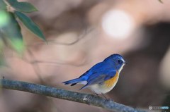 幸せを呼ぶ青い鳥