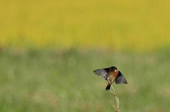 飛びます飛びます！