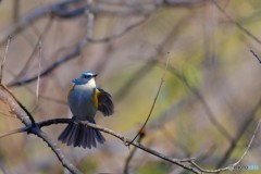 青い鳥